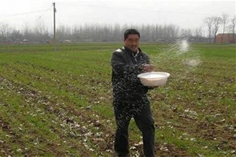 磷肥钾肥氮肥对植物有什么作用