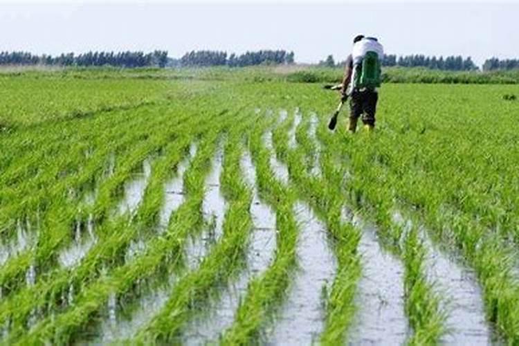 水稻在施肥当中用硫酸钾好,还是用氯化钾好呢？