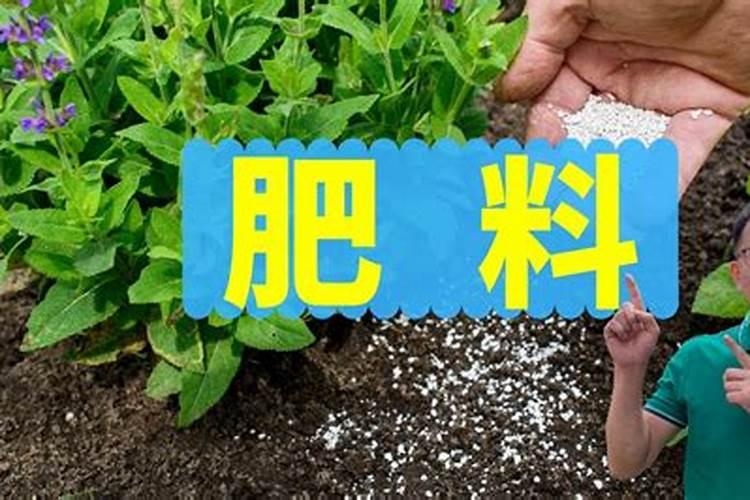 种植番茄需要用什么肥料？