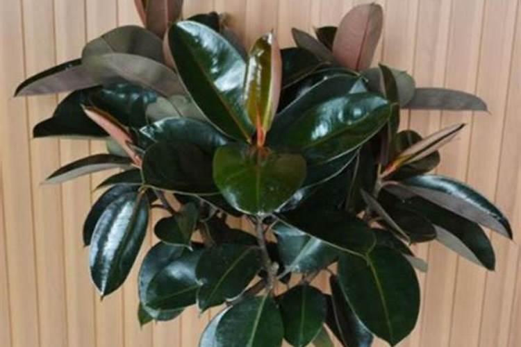 橡皮树怎么施肥