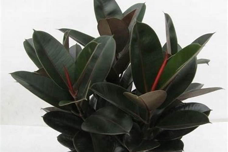 君子兰小苗怎样养根