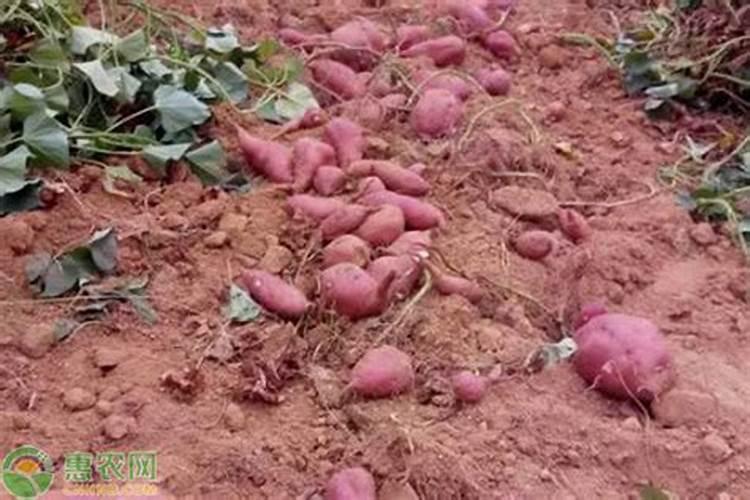 大绿萝需要多大口径的花盆合适