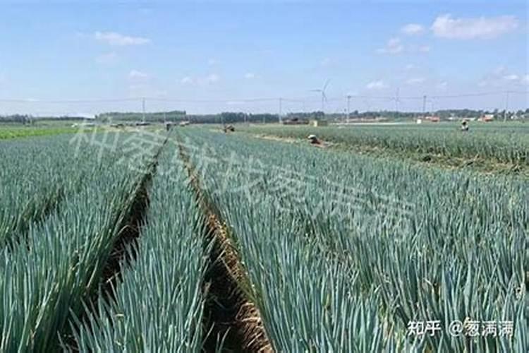 立秋后大葱追什么肥好