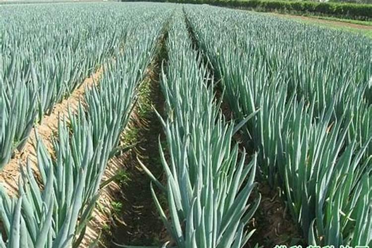 大葱用什么肥料长的快？腐植酸水溶肥助增收