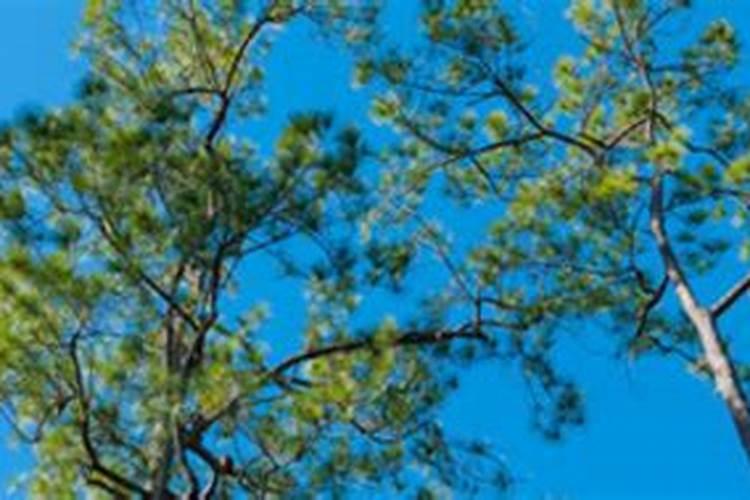 松树增脂剂加赤霉素乙烯利增产效果