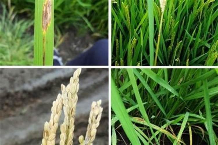 红薯用辛硫磷正确用量