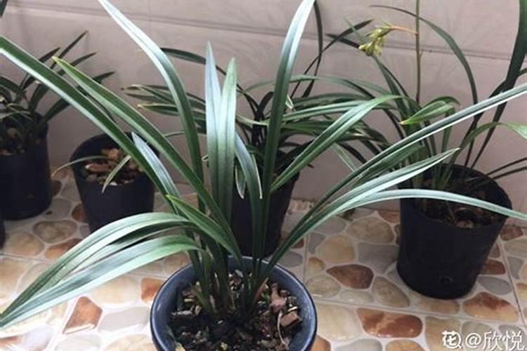 兰草秋季如何养护