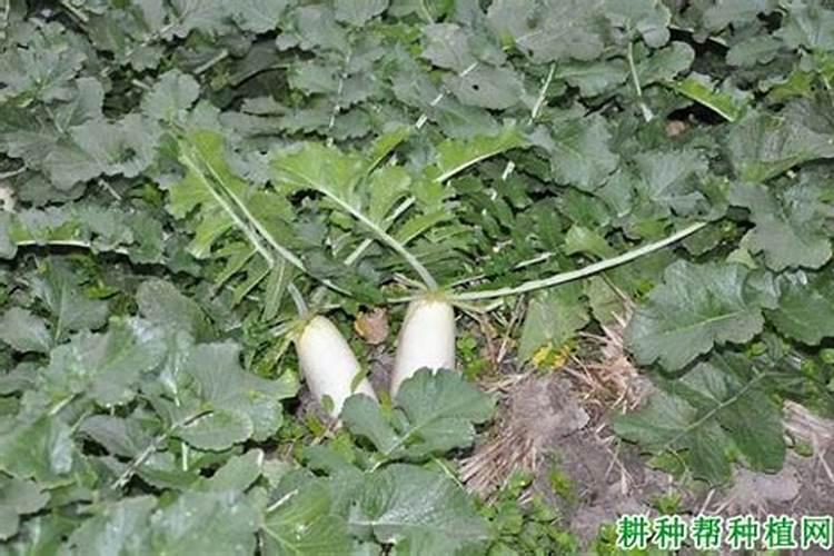 甜蜜红木香如何养殖,手把手教你如何养爆盆