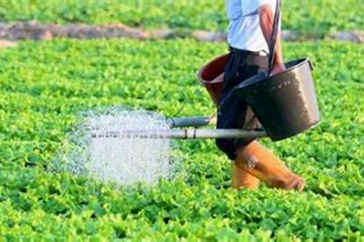 硫酸钾肥料适合种什么