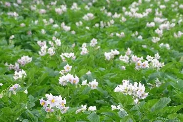 土豆的需肥规律是什么？如何正确施肥？