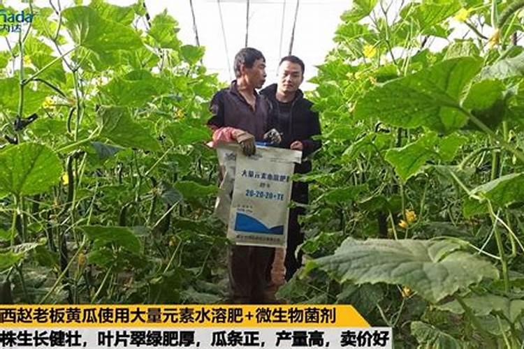 谷子灌浆时冲钾肥可以吗？