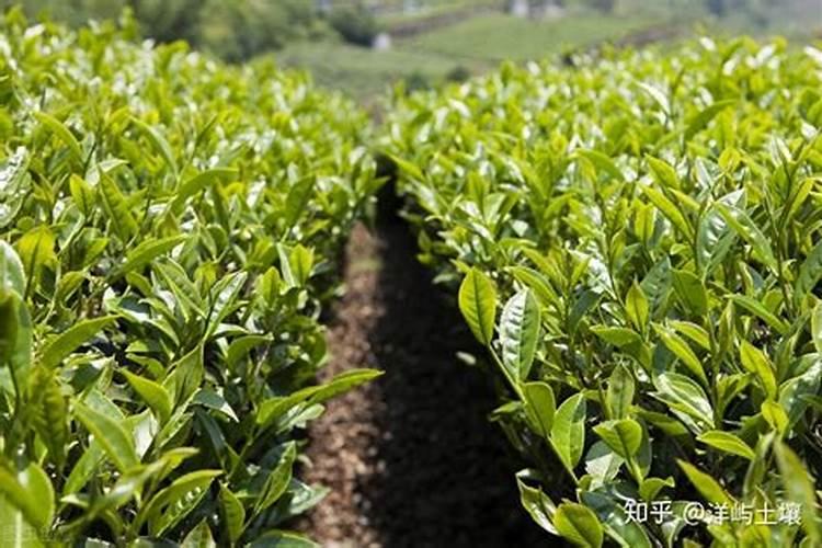 谷子用什么肥料的配比,每亩需要多少肥料