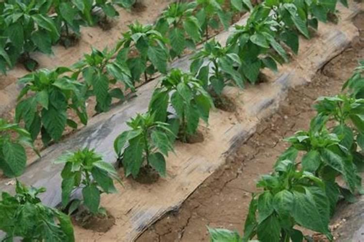 种植谷子用氯化钾复合肥行不行？高氯的可不可以？