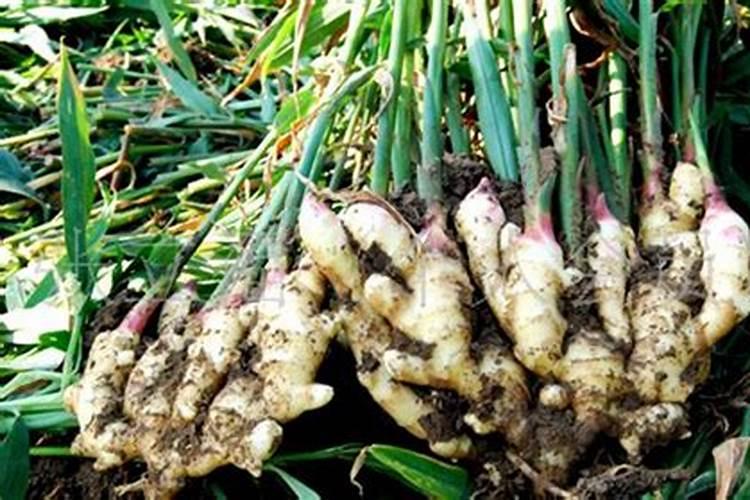 高钾复合肥多少钱一吨啊