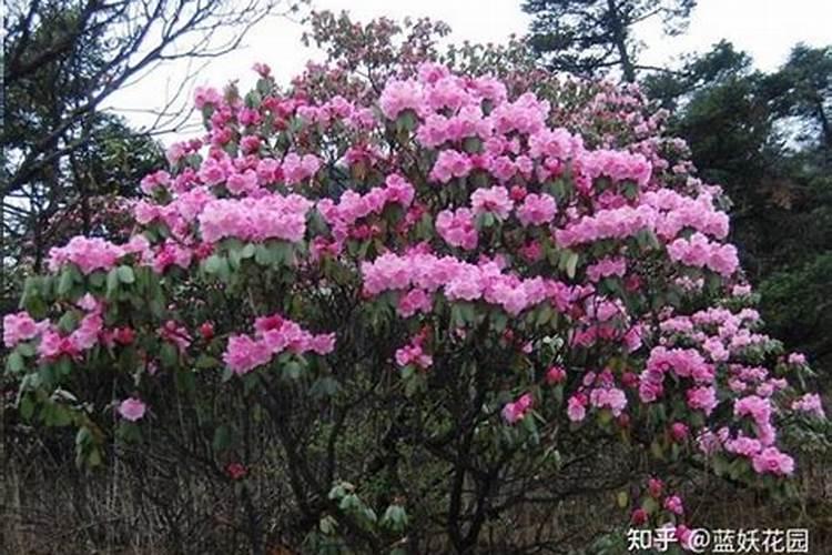 枙子花白粉病怎么冶？