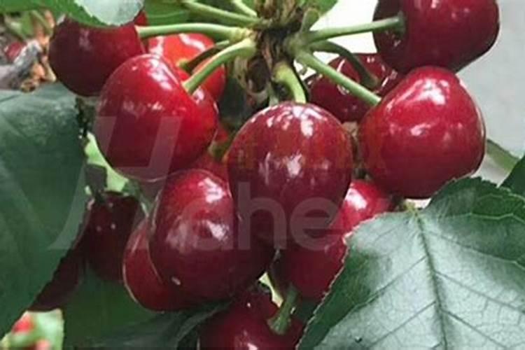 芸苔素内酯在樱桃上能和磷酸二氢钾流体硼糖醇钙混用吗？