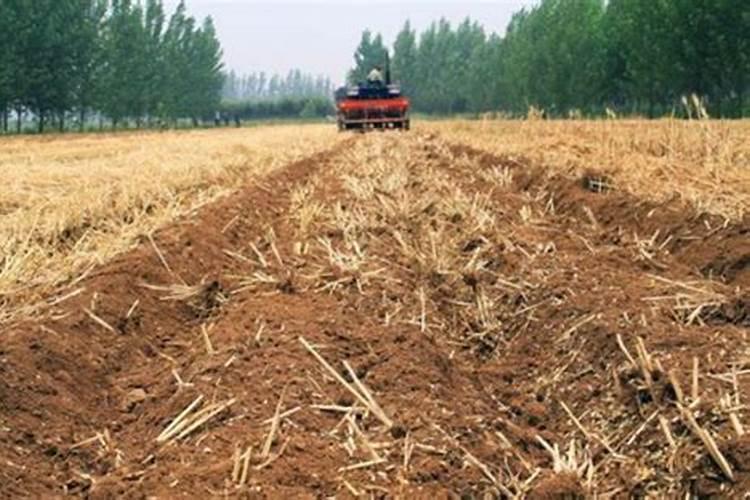 禾本科作物秸秆还田时为什么要配施速效性化学氮肥