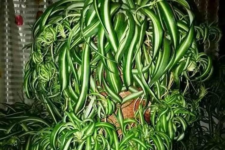 无土栽培鱼腥草的种植技术