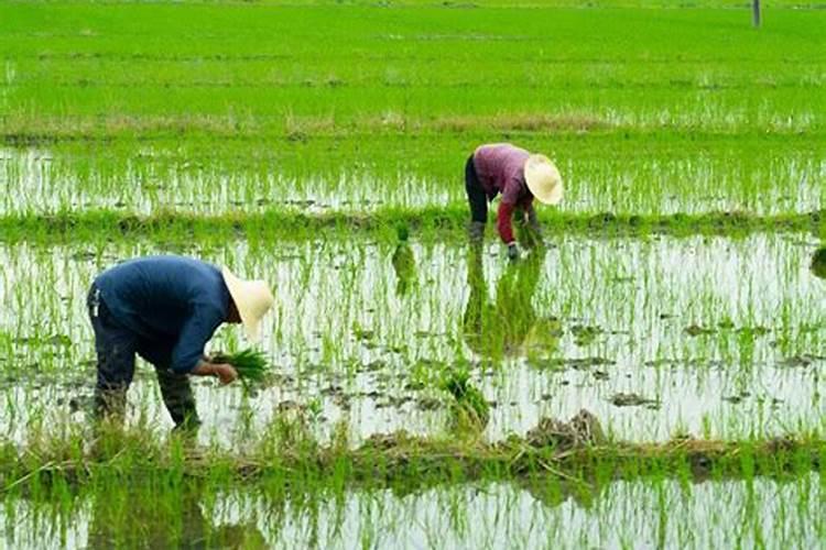 橘子树开花打什么药保果