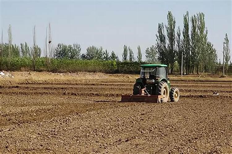 桂花树用什么肥料好