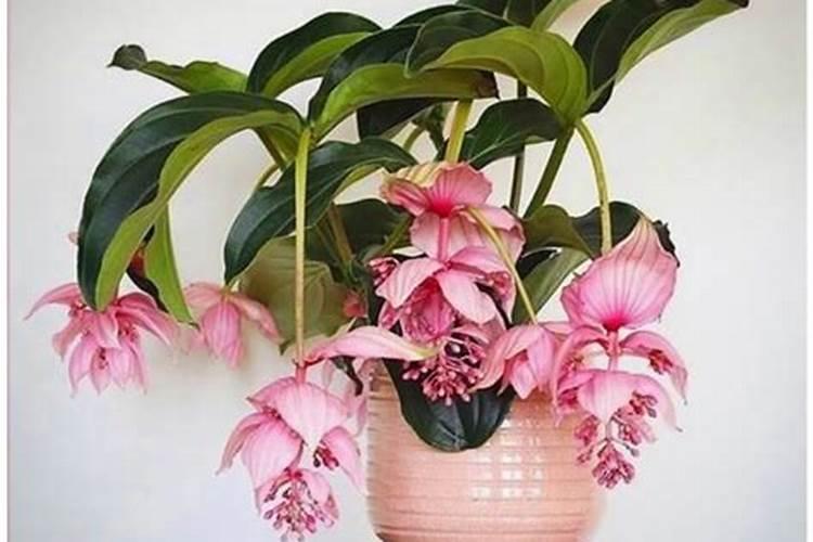 玉米追肥用硫酸铵可以吗