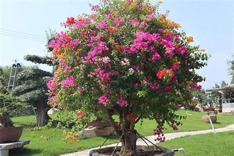 菊花的种植方法