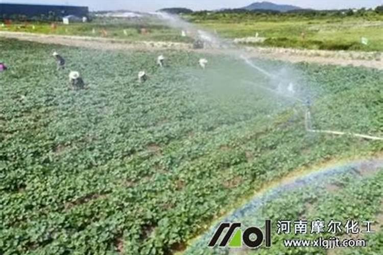 黄豆种密了,打叶子会不会影响产量？