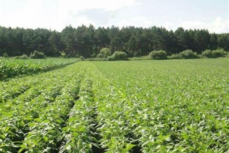 豆角种植过程中适合使用哪种肥料？