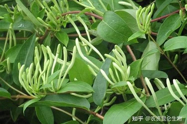 家里用什么可以做花肥