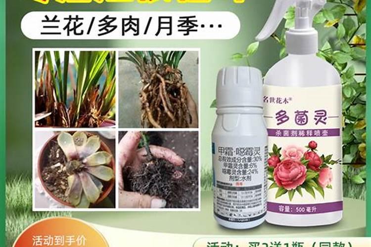 在养花时如何使用磷肥