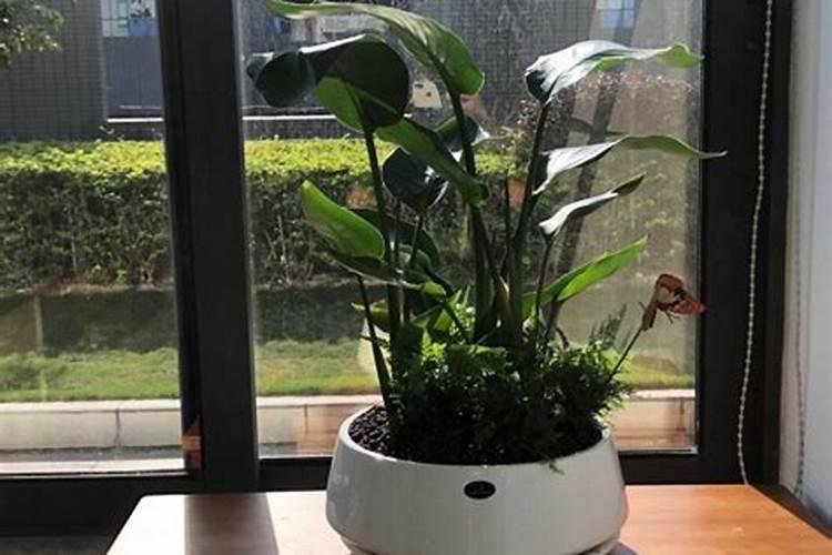 油菜什么时候施硼肥最好