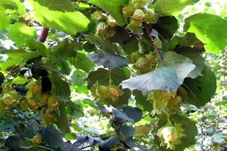 冬枣树环剥后,树叶发黄应喷啥叶面肥？