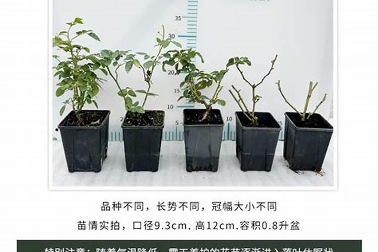含硅水溶肥、微量元素水溶肥项目写方案