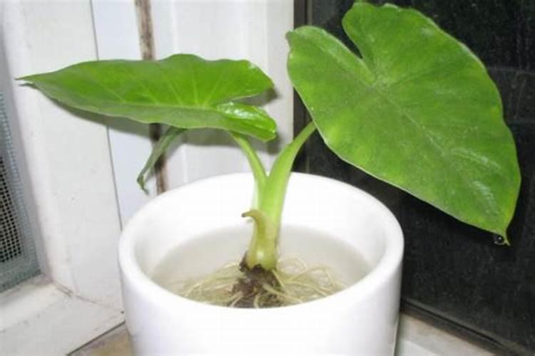 这个季节种植需要特别注意什么