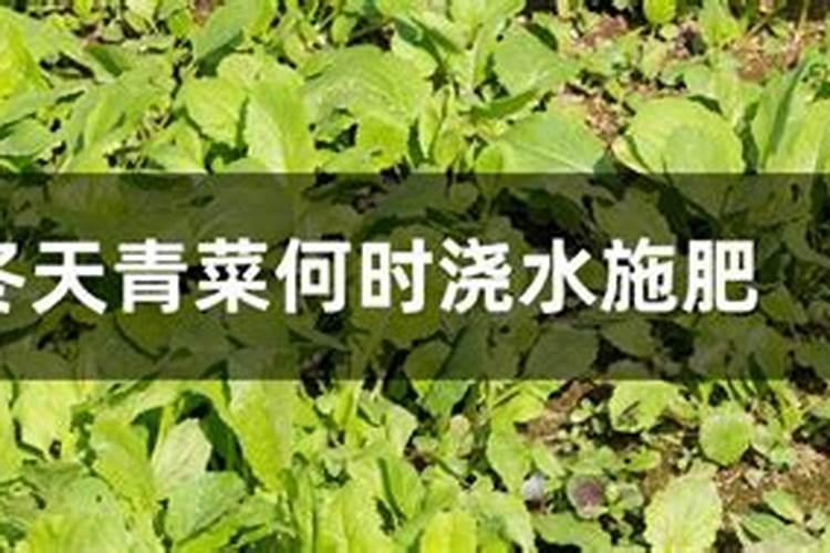 阳台青菜种植方法阳台青菜怎么种植