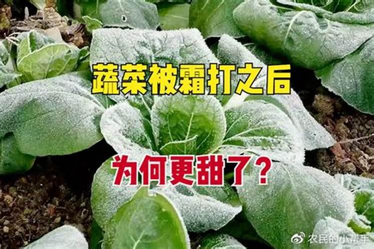 青菜施什么肥最好