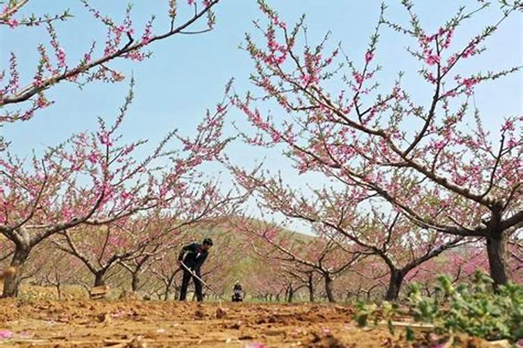 水溶肥给果树上的时候什么时候好