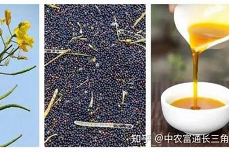 君子兰用什么肥料才能开花