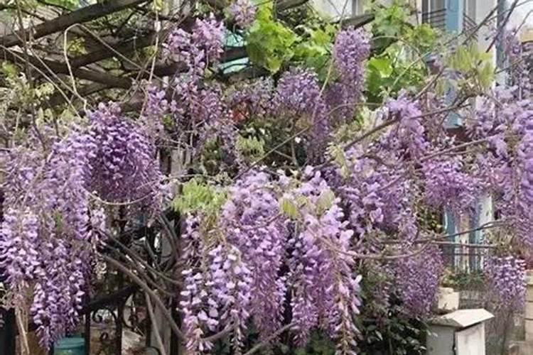 番茄从种子育苗到成熟转色再到采摘,需要多久呢？