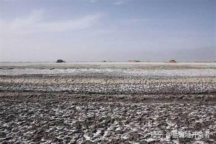 盐碱地水稻怎样施用磷钾肥？