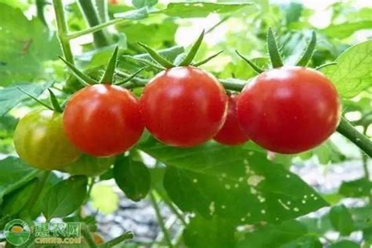 西红柿定值一个月可以冲施矿源黄腐酸和纯磷吗？