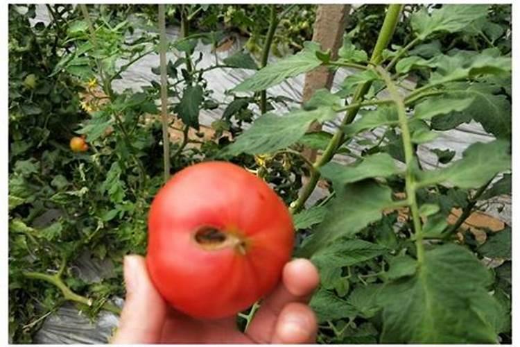 什么肥料公司需要壳寡糖溶液