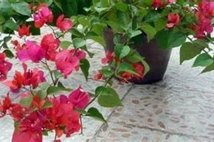 怎样才能正确给花施肥 三角梅需要怎么养
