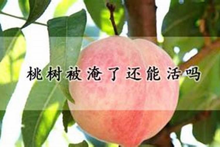 想问一下自己家种的桃树受涝灾后该怎么补救呢？