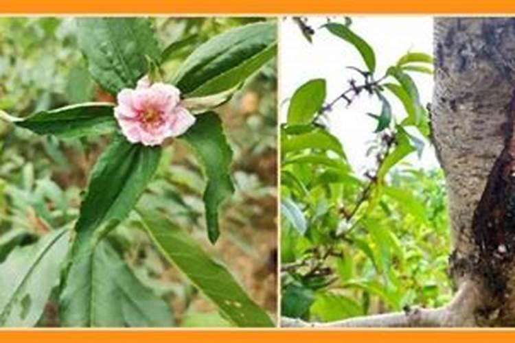 桃子增产用哪个叶面肥？桃子用什么叶面肥比较好？桃子喷施金泰靓...