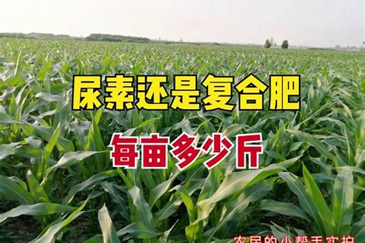 玉米打叶面肥好还是追尿素好