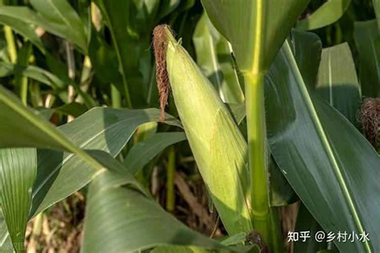 玉米打叶面肥好还是追尿素好