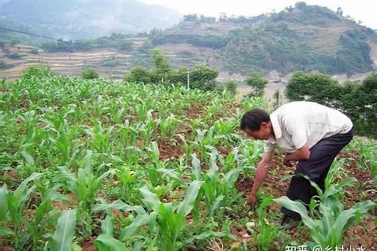 玉米差不多开花追什么肥料最好