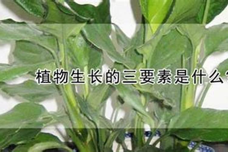 葡萄上打那个铁肥和锌肥能不能打？