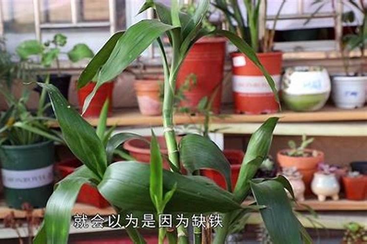 碳酸氢铵和碳酸铵,碳酸氢钠和碳酸钠这两对中有什么区